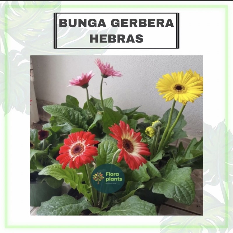 Bunga Gerbera Hebras