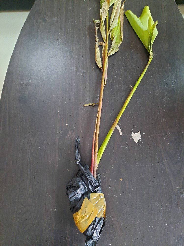 Manbar - Bibit Honje Merah Atau Honje Laka