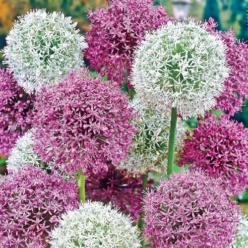 Benih Bibit Biji - Bunga Giant Allium giganteum Globemaster Onion Ornamental Seeds - IMPORT