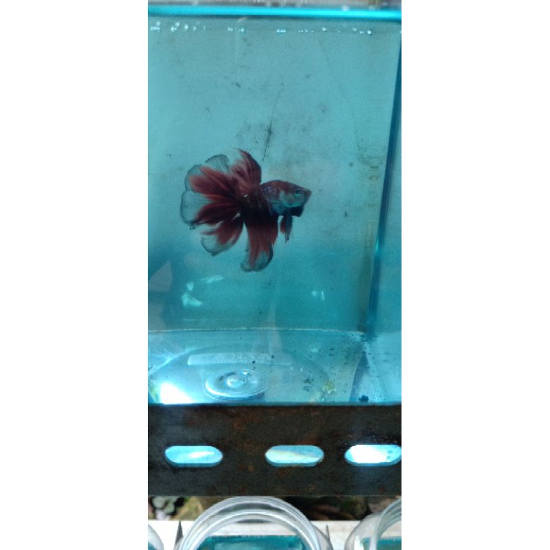 Cupang HMPK Koi Red Galaxy