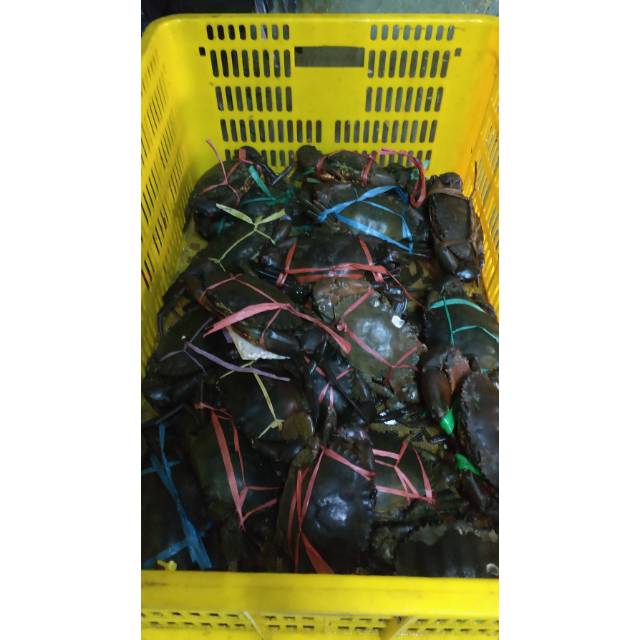 

Kepiting bakau mati press size 1000 gram