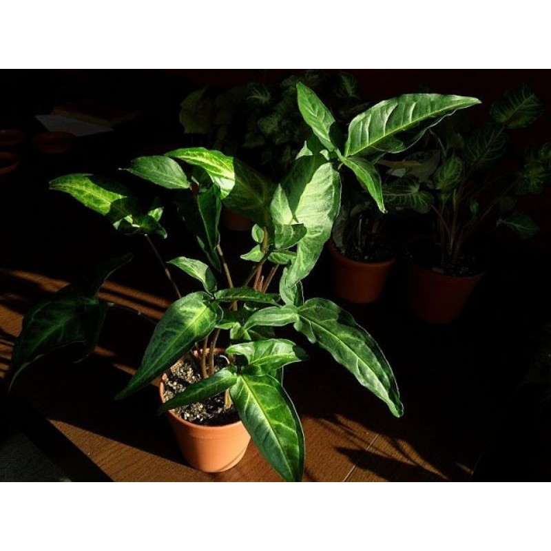 PROMO (Buy1 Get1) TANAMAN HIAS CANTIK SYNGONIUM PODOPHYLLUM SCHOTT VARIEGATA