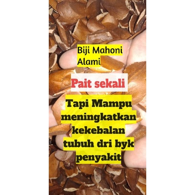 

herbal alami biji mahoni
