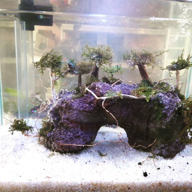  Aquascape  Termurah Shopee Indonesia