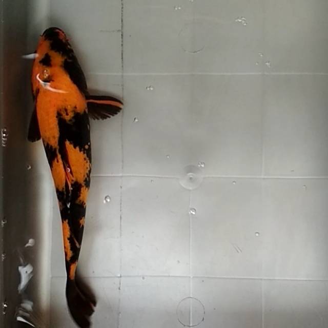 Koi blitar utsuri 27cm