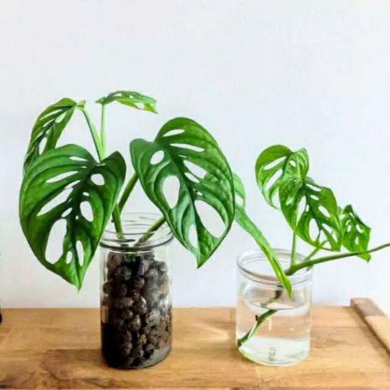 Paket 5 Tanaman Hias Monstera Obliqua / Monstera Janda Bolong