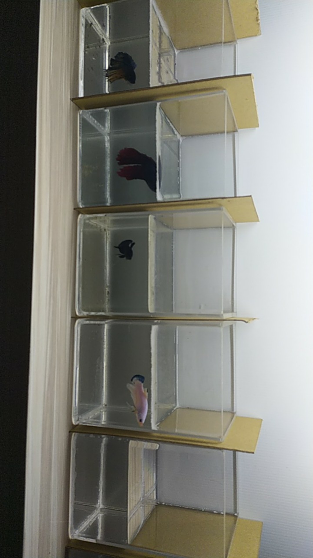 Aquarium Acrylik / Soliter Ikan Cupang, Betta Fish Akrilik, Aquarium Mini.