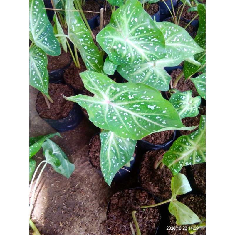 Keladi Salju Keladi Galaxytanaman Hias Keladi Galaxy Caladium Salju Shopee Indonesia
