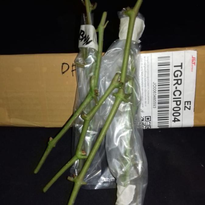 

Special Price Entres Anggur Banana