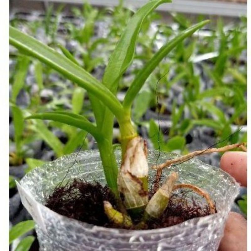 ANGGREK DENDRO DR UTHAI GREEN