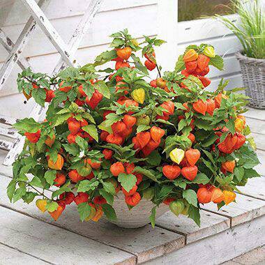 Benih Bibit Biji - Chinese Red Lantern Berries (Physalis alkekengi) Seeds - IMPORT UK