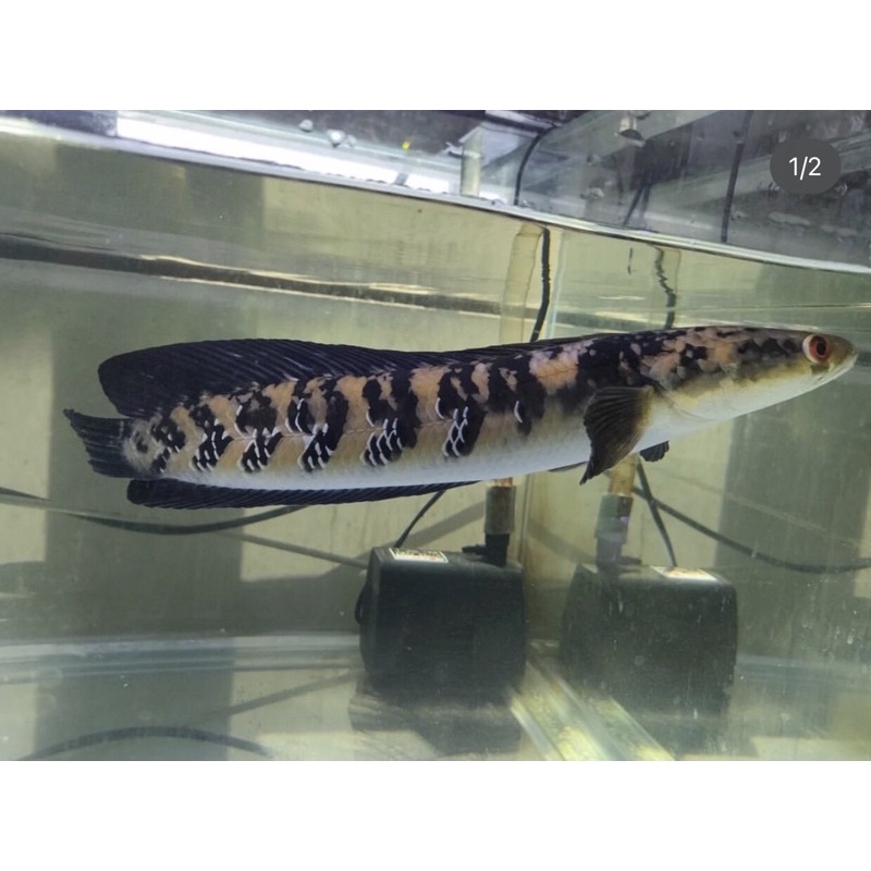 Yellow sentarum (channa maru) SUDAH REKONDISI size 8-23cm