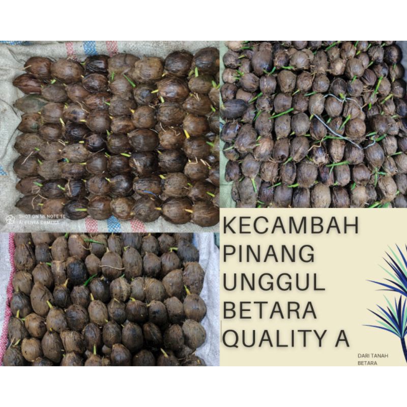 Kecambah Pinang Betara kwalitas A