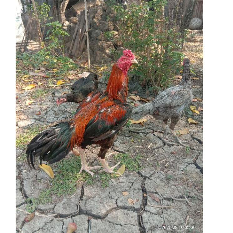 

(Terlaris) ➳➹ Telur fertil ayam bangkok super, pacek tinggi besar ukur 6,petarung Handal ➳ Paling Popular