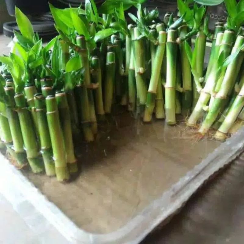 tanaman sri rejeki- bambu hoki- bambu air- bambu hias