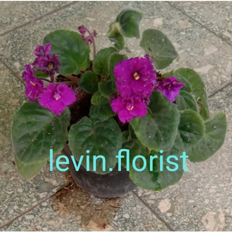 Begonia violces ungu keriting / bibit tanaman hias bunga