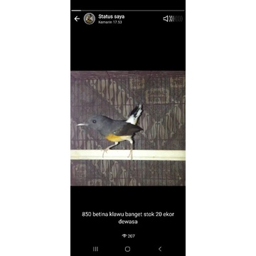 MURAI BATU BETINA HUTAN KLAWU