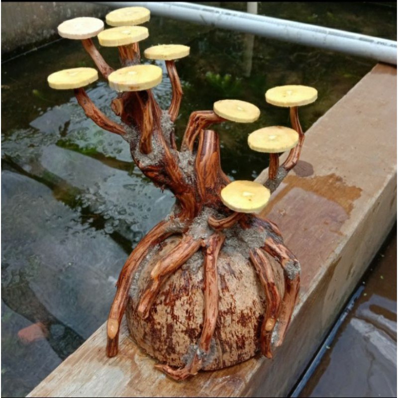 bonsai aquascape beringin akar rasamala kupas