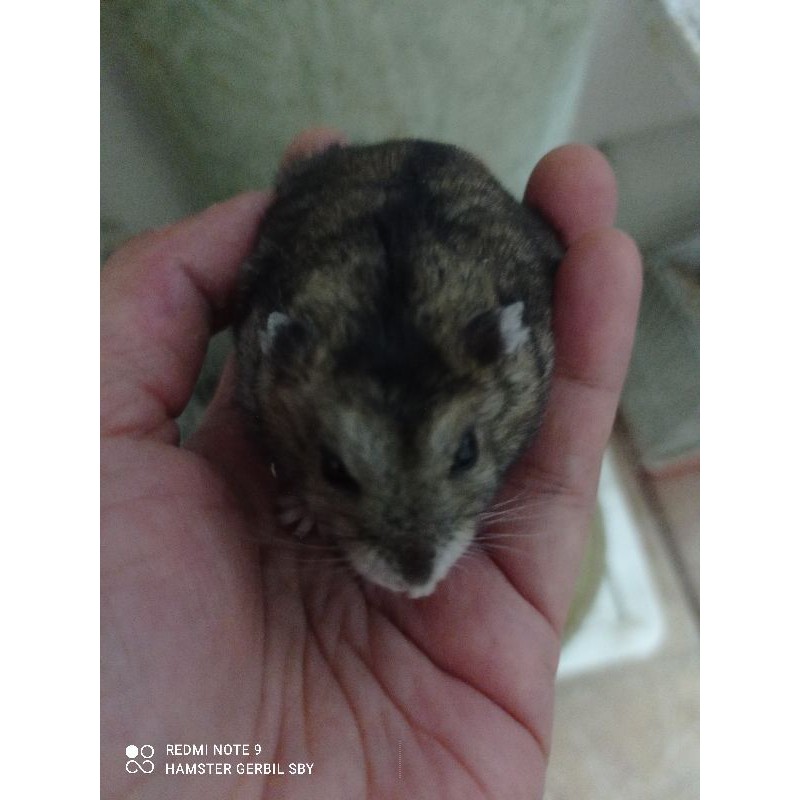 Hamster winter white remaja gembul.