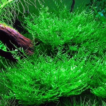 Moss Peacock Per Cup Aquascape Aquarium