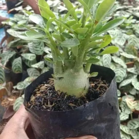 pohon adenium Stek batang besar daun rimbun/pohon kamboja jepang