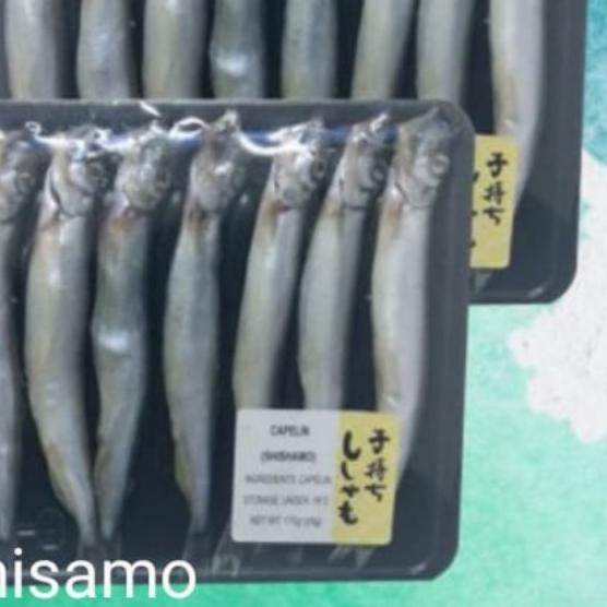 ♨ IKAN SHISAMO CAPLIN TELUR ♦