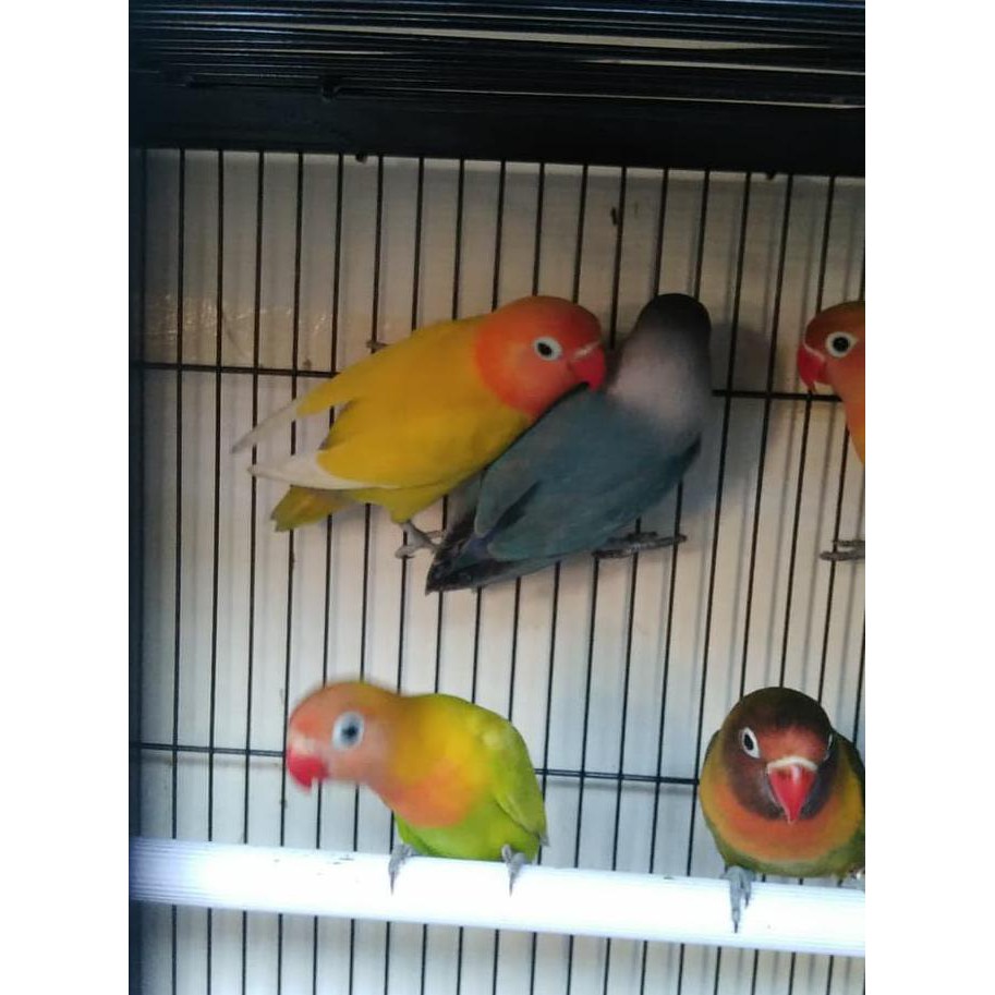 Burung Lovebird Lb Paskun Pastel Kuning Jinak Lolohan Ternakan