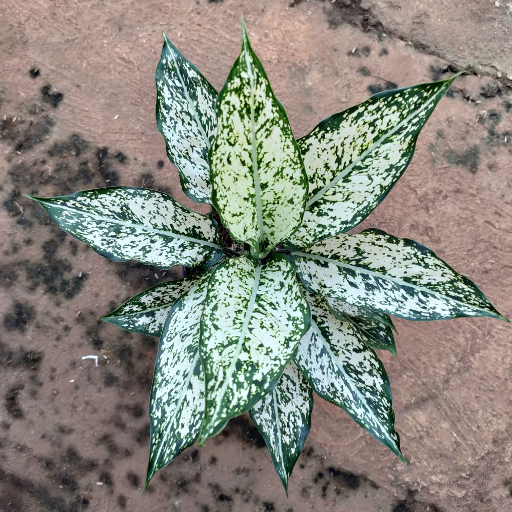 Aglonema snow white.daun 3. bibit anakan snow white