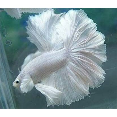 Double Tail Dumbo Ikan Cupang Betta Hias Aduan Halfmoon Aquarium Murah Shopee Indonesia