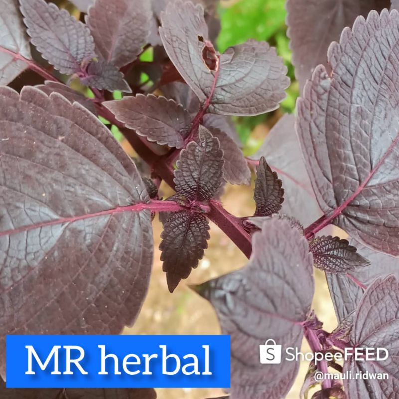 

Daun jawer kotok segar per 250grm