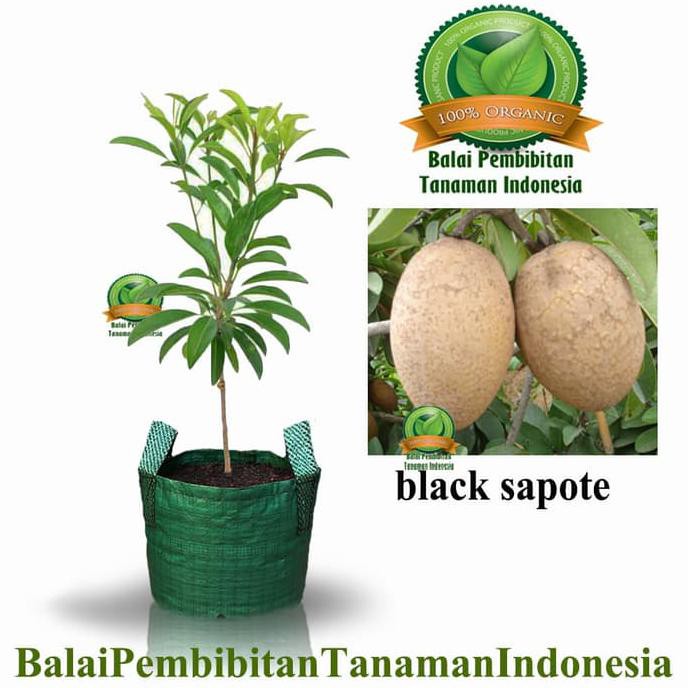 Jual M 1l Bibit Sawo Manila Bibit Buah Tanaman Shopee Indonesia