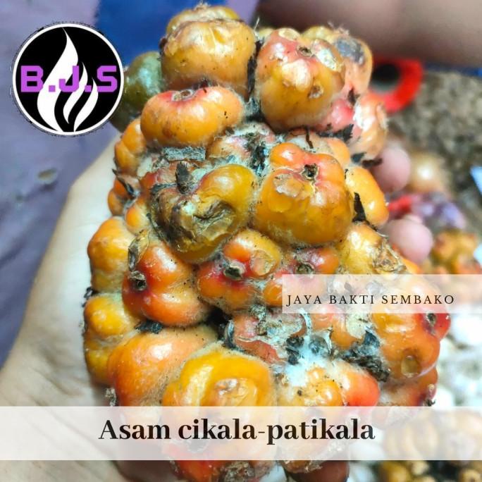 

NEW SALE ASAM CEKALA/CIKALA/PATIKALA 250 GRAM STOK TERBATAS