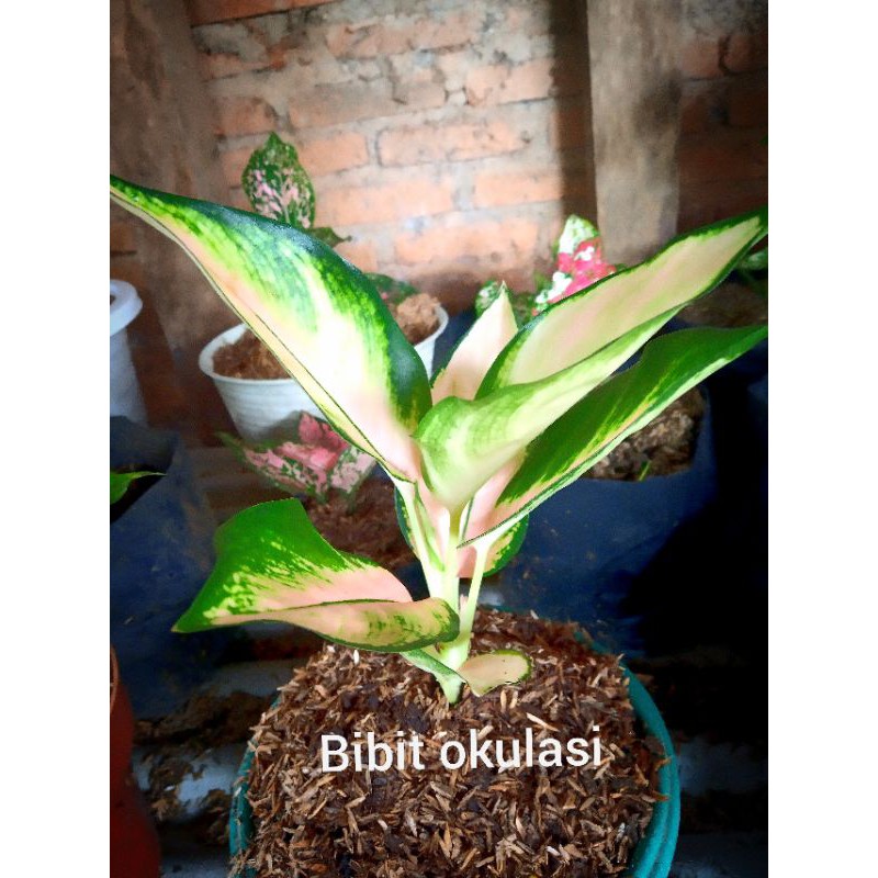 aglonema kocin sutra