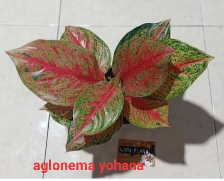 Batik Couple Keluarga Sania Ruffle Ori Ndoro Jowi Dnt Candi