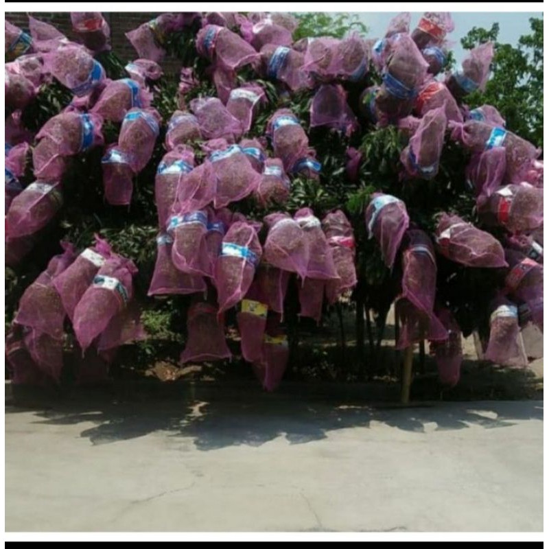 karong wareng bekas bawang