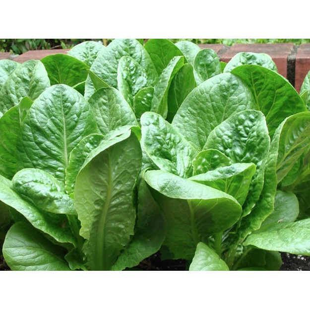 Benih Bibit Biji - Selada Green Romaine Balloon / Romain Hijau / Cos Lettuce Paris Island F1 Hibrida Seeds - Panen Dalam 35 Hari