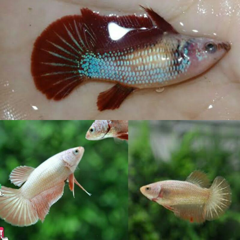 cupang female / betina hmpk bester ekor lebar keturunan kontes SNI