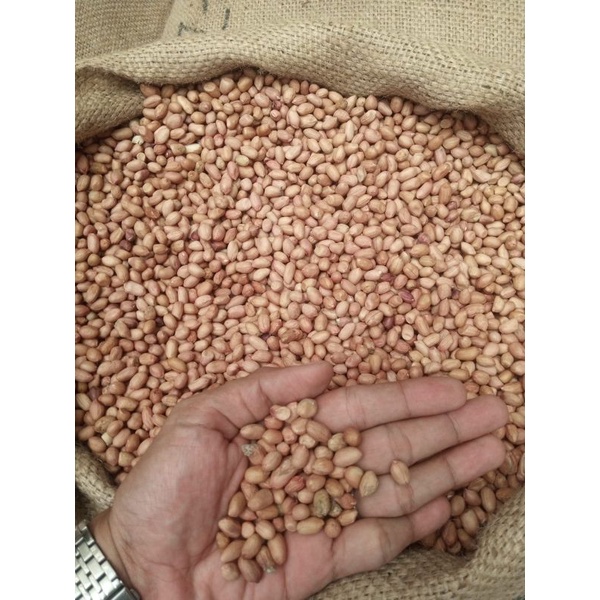 

kacang tanah