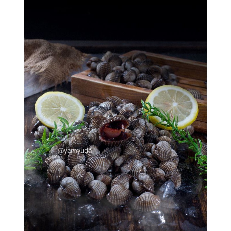 

Kerang Dara 1kg size ukuran sedang - besar/Segaar