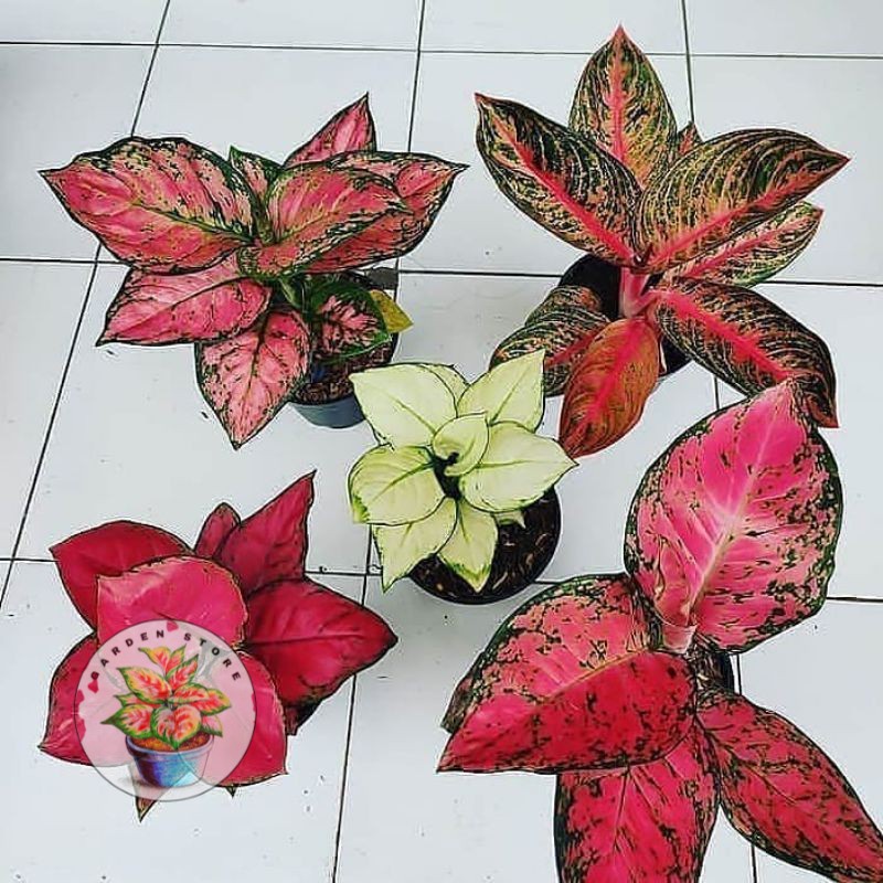 promo paket 5 bonggol aglonema,red anjamani,red heart,widuri,super white,dud anjamani