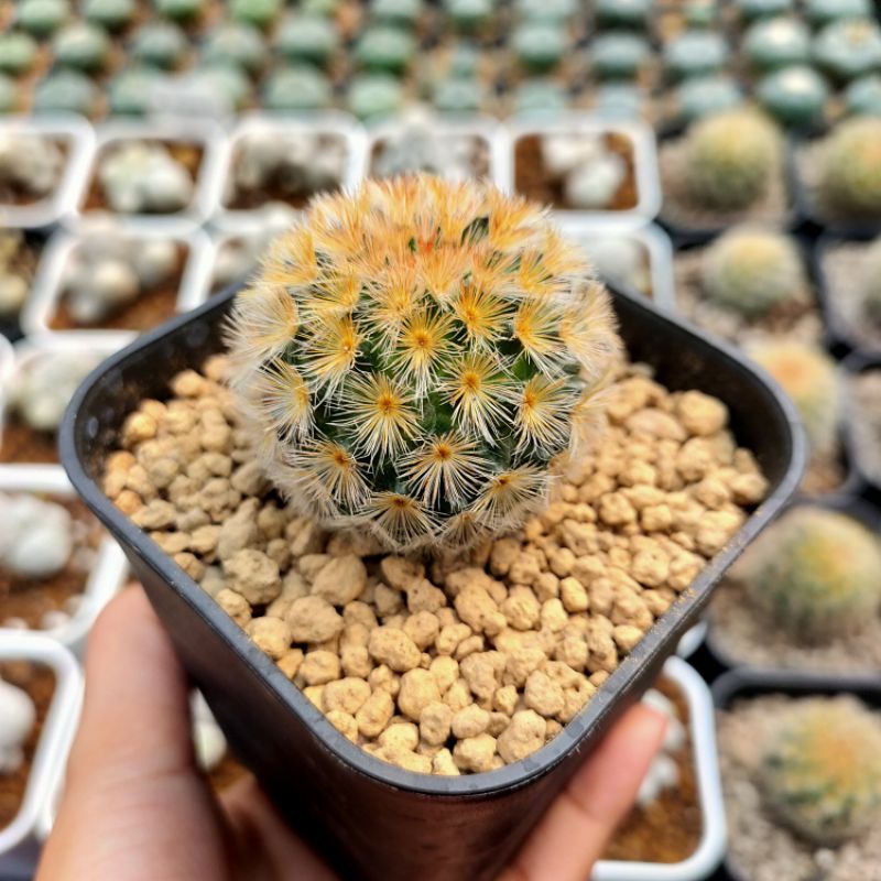 

Mammillaria carmenae rubrispina