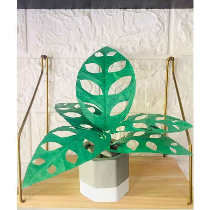 Tanaman Hias Plastik tanaman Janda Bolong Bunga Palsu Dekorasi bunga Rumah