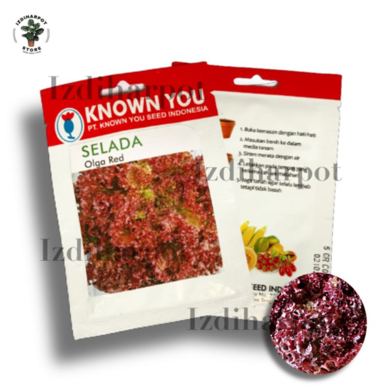 Benih bibit SELADA MERAH OLGA RED known you seed - KYS SELADA OLGA RED