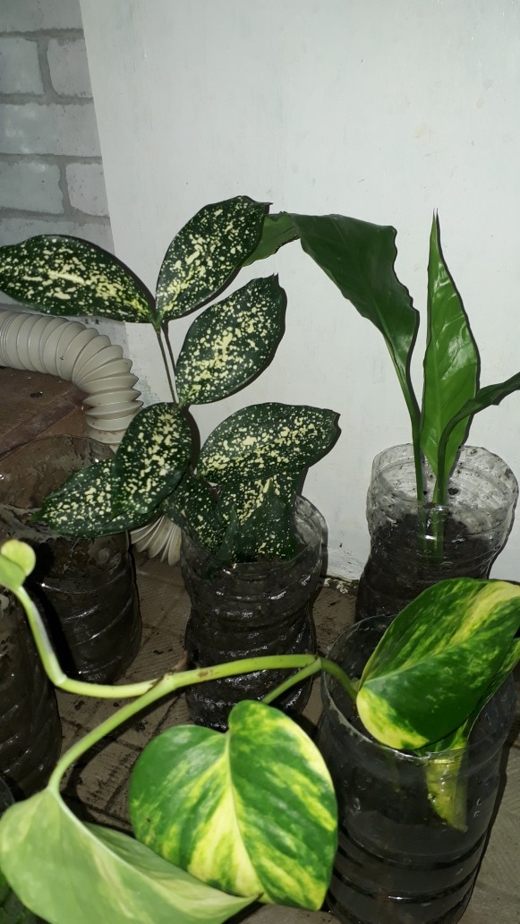 Spatifilum Green/peace Lily Green
