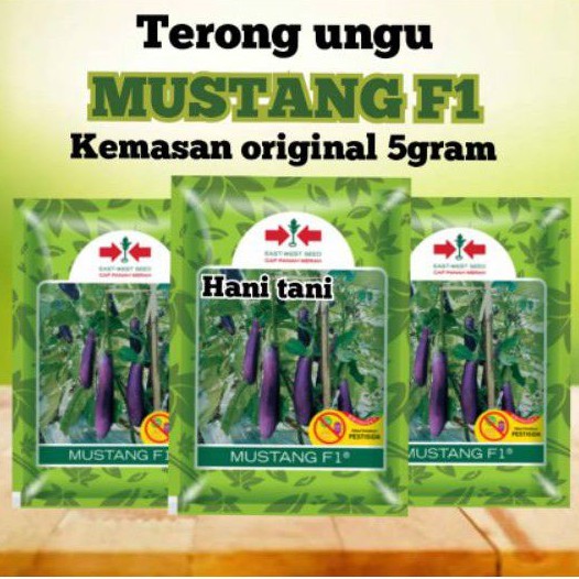 BENIH BIBIT TANAMAN PERTANIAN SAYURAN TERONG HIDROPONIK