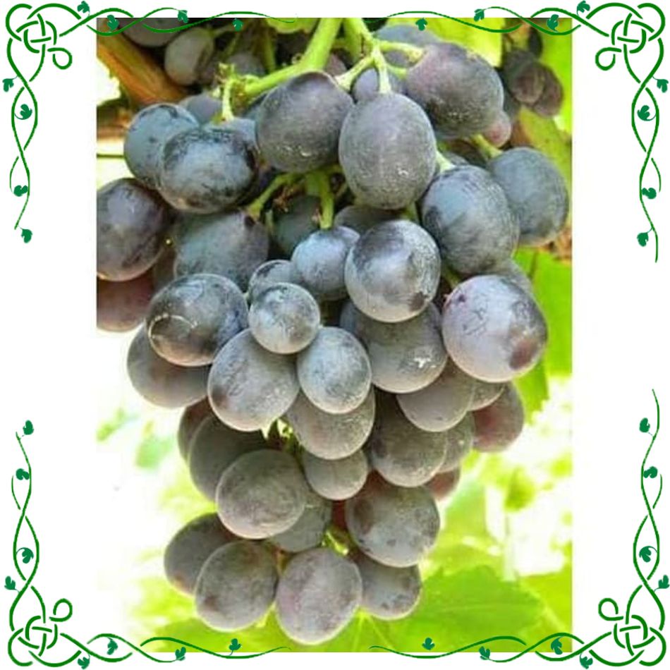 Exclusive Unggul Bibit anggur Maroo Sedless Tanpa Biji ANGGUR IMPORT SAMBUNG BELI 5 FREE 1 POHON MAT