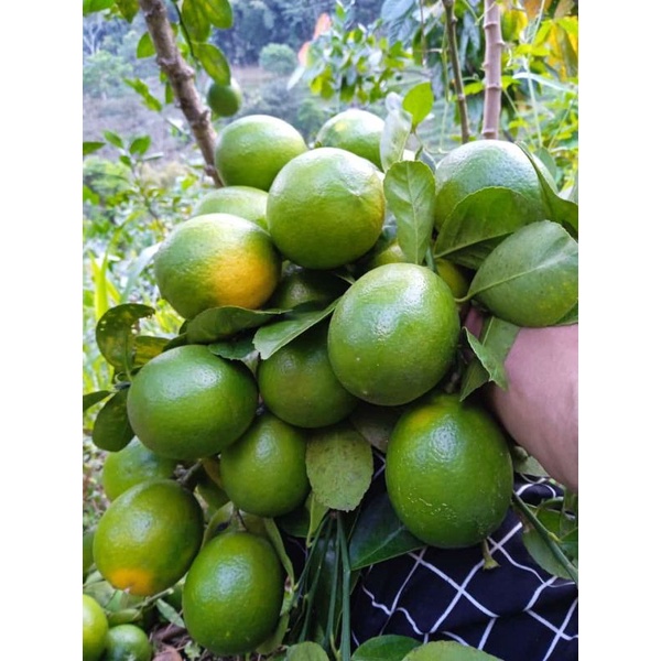 

LEMON FRES / KALIFORNIA / 1kg