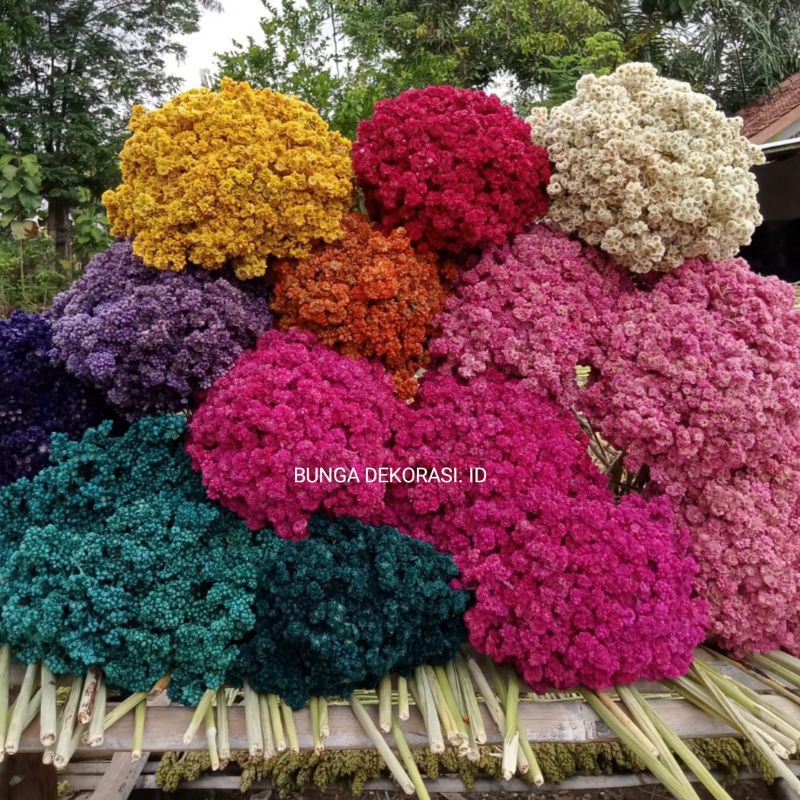 BUNGA EDELWEIS WARNA BUNGA KERING ASLI/BUNGA KERING/BUKET BUNGA/DEKORASI RUSTIK