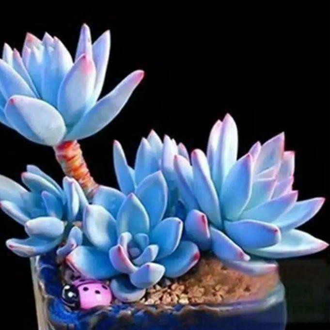 Terbaru SUKULEN 500 BIJI BIBIT TANAMAN MINI/BONSAI BUNGA LANGKA.... ....