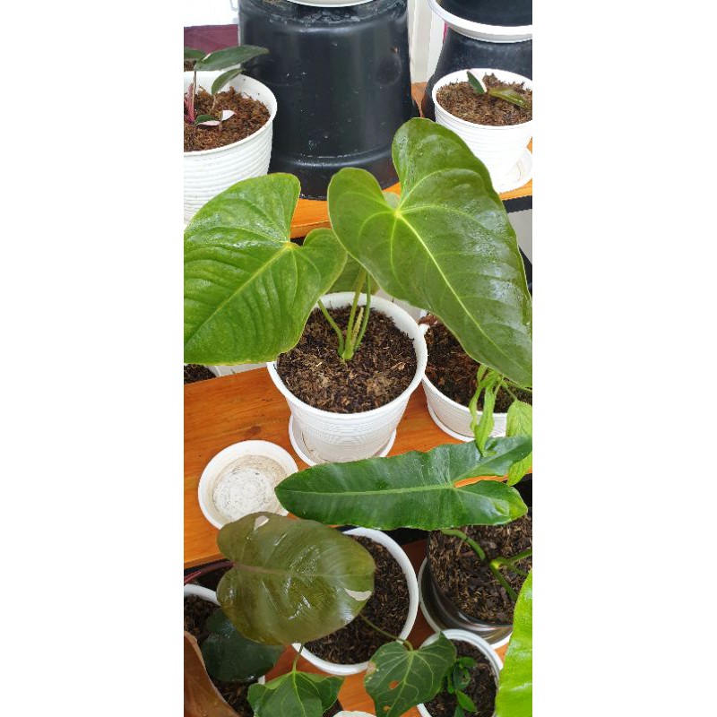 anthurium veitchii